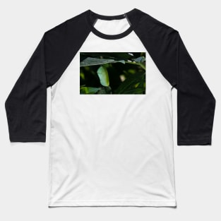 Monarch Chrysalis 6 Baseball T-Shirt